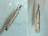 Agriphila inquinatella